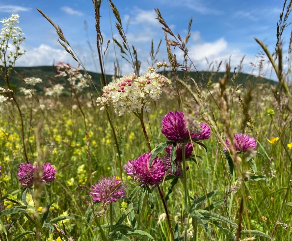 Meadow - Sustainable Architects - Richmond Bell Architects Wiltshire